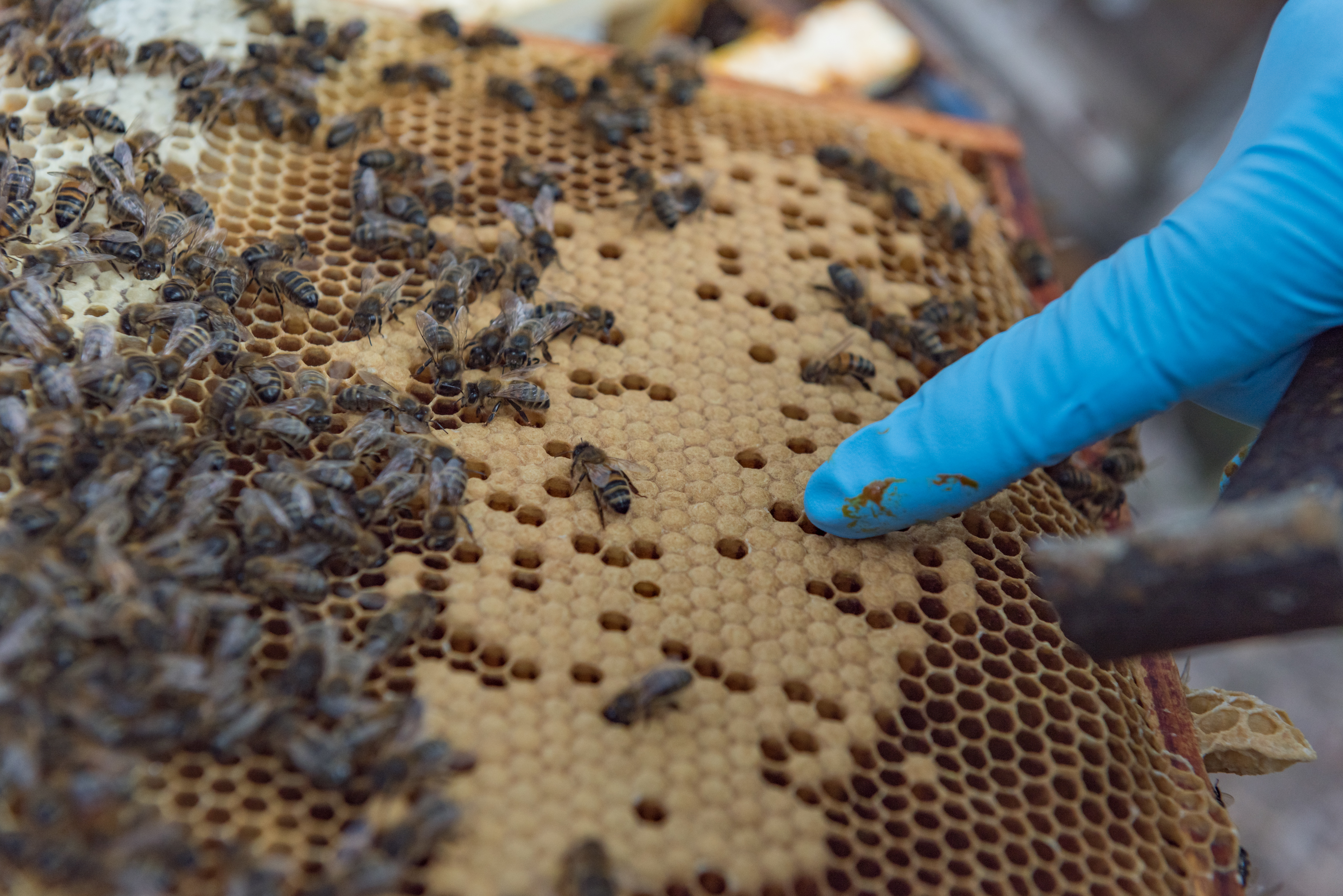 Beekeeping