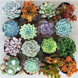 House Plant Sale