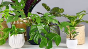 house plant sale